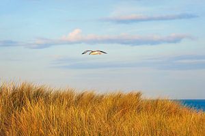 Aan de Hollandse kust van Anouschka Hendriks