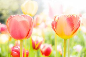 Tulpen van Eddy Westdijk