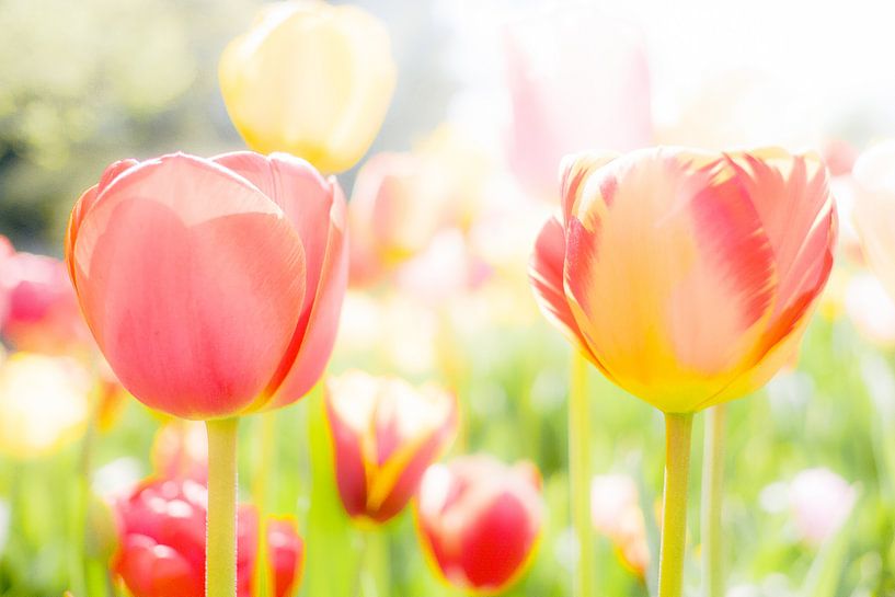 Tulipes par Eddy Westdijk