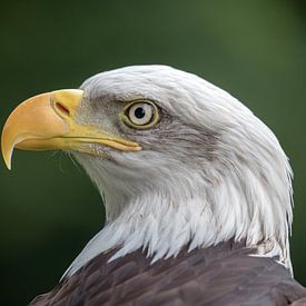 American Bald eagle by Edwin Butter