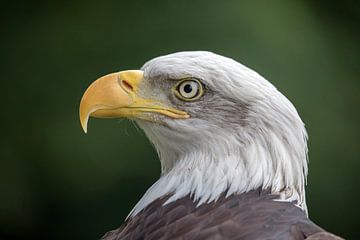 Weißkopf-Seeadler von Edwin Butter