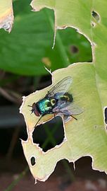 Strontvliegen zijn prachtig by Gerhilde Mulder