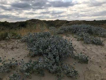 Beach entrance in Oostkapelle