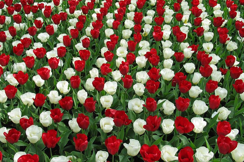 Tulips from Holland by Anouk Davidse