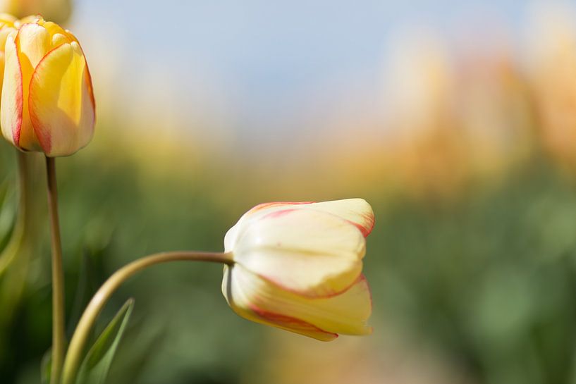 Tulp by Robert van Grinsven