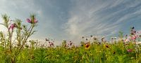 Wildblumenpracht!