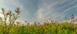 Wildblumenpracht!