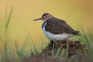 An amazing close encounter with this beautiful Common Sandpiper (Oeverloper). van Demi Timmer