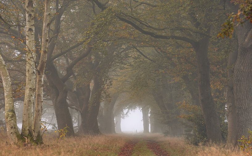 Un beau matin d'automne brumeux par Marloes ten Brinke