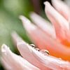 Sweet Dhalias | Fine art print | Pink Flower by Gabry Zijlstra