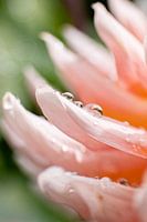 Sweet Dhalias | Tirage d'art | Fleur rose