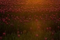 Tulpen in het eerste ochtendlicht van Ina Muntinga thumbnail
