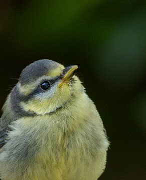 Pimpelmeesje van arnemoonsfotografie