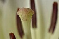 Lily blossom