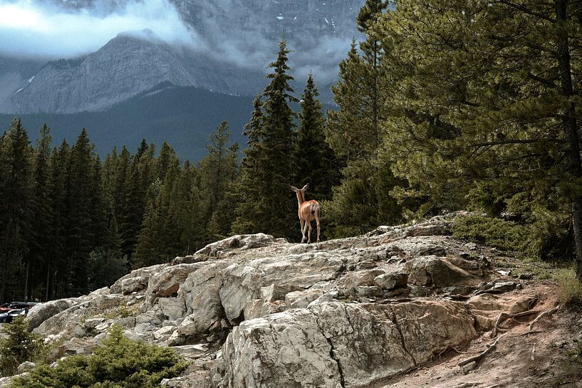 Tier in der Natur von Manon Reinders