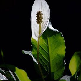 Lepelplant in het licht van Ilse Rood