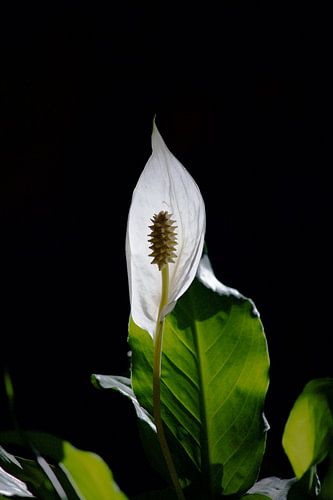 Lepelplant in het licht von Ilse Rood