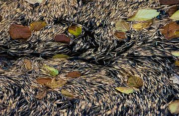 Aiguilles de mélèze Van Gogh sur Danny Slijfer Natuurfotografie