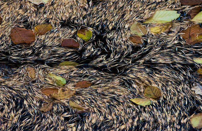 Van Gogh larch needles by Danny Slijfer Natuurfotografie