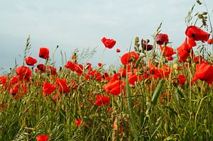 Champ de coquelicots en Allemagne du Nord