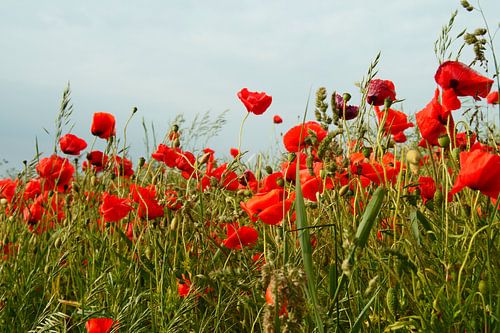 Papaverveld in Noord-Duitsland