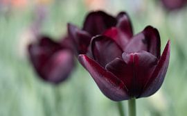 Dark tulip by Ulrike Leone