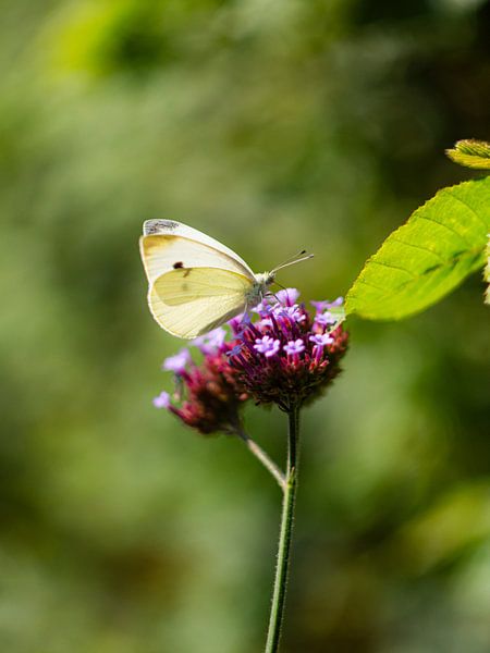 A Lesser Cabbage White On Ironstone by Mr White Takes Pictures