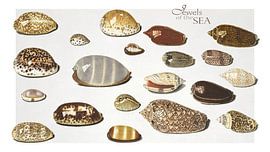 Jewels of the Sea by Marja van den Hurk