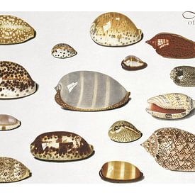 Jewels of the Sea by Marja van den Hurk