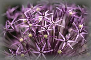 Allium
