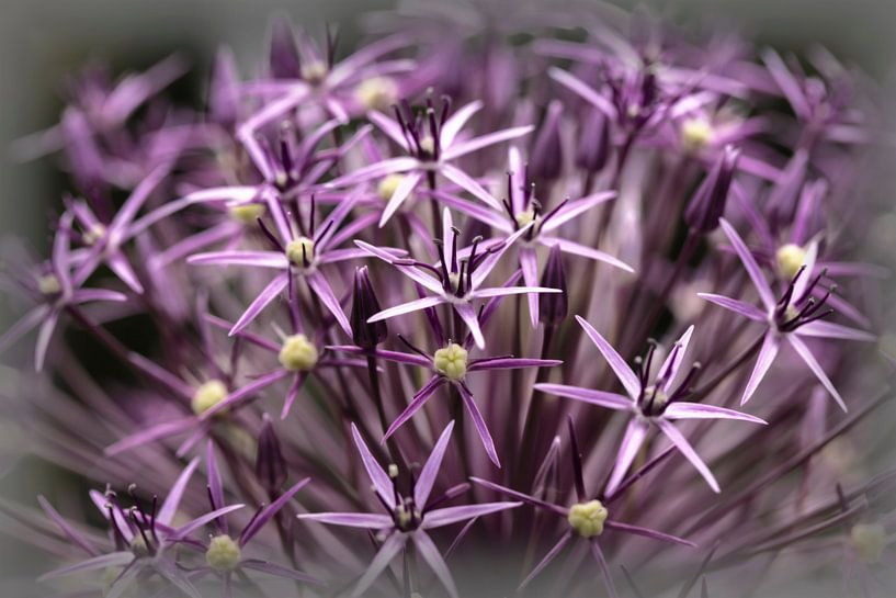 Allium by Rob Boon
