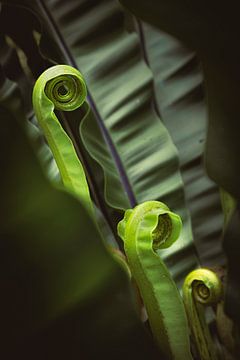 Die Kraft des Entfaltens – Botanische Spiralen von Rosalie Photography & Prints