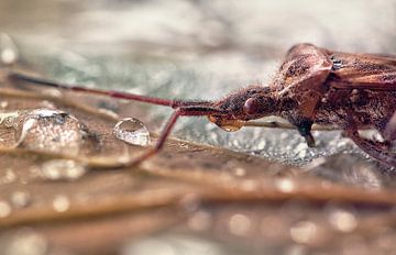 macro: sipping bug van Natascha IPenD