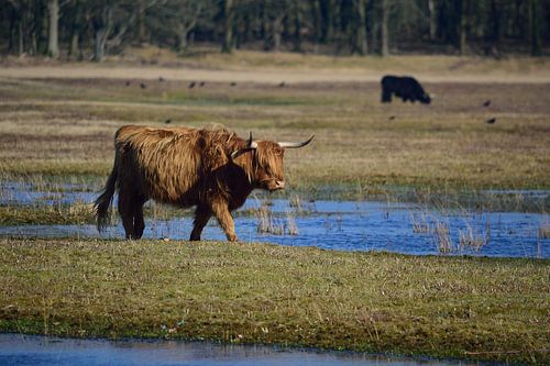 Op zoek naar het goede gras