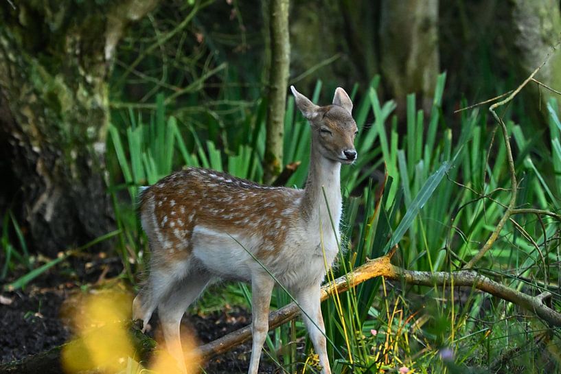 Ree parmi les bois par Joard van den Ende