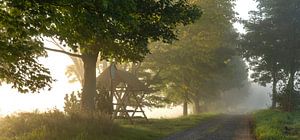 Nebeliger Sommermorgen bei Pfaffendorf- Sächsische Schweiz