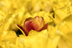 orangefarbene Tulpe versteckt sich zwischen gelben Tulpen