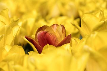 oranje tulp verbergt zich tussen gele tulpen van W J Kok