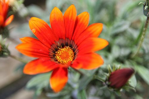 The Flower with Fire