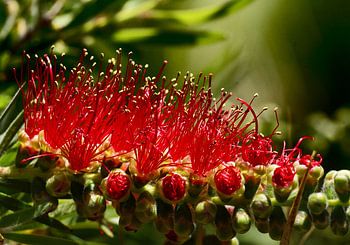 rote Blüte in der Natur mit Ausbruch ihrer Schönheit
