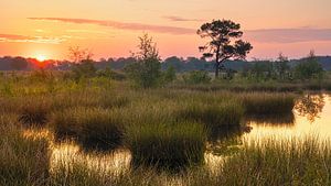 Sonnenaufgang im Dwingelderveld-Nationalpark