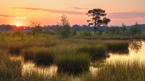 Zonsopkomst in het Nationale Park Dwingelderveld