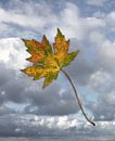 Esdoorn blad in de herfst van Bianca Wisseloo thumbnail