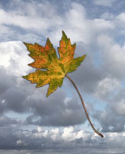 Feuilles d'érable en automne