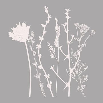 Moderne Botanische Kunst. Blumen, Pflanzen, Kräuter und Gräser in Grau und Weiß Nr. 6 von Dina Dankers