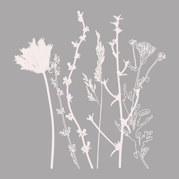 Modern Botanical Art. Flowers, plants, herbs and grasses in grey and white no. 6 by Dina Dankers