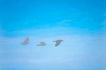 Flieg wie ein Adler von SW Arts