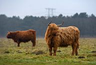 Twee Schotse hooglanders  in het veld ( highland cattle ) van Chihong thumbnail