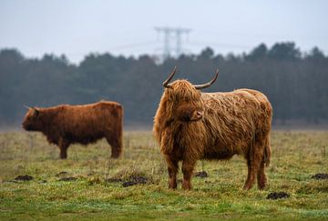 Twee Schotse hooglanders  in het veld ( highland cattle ) van Chihong