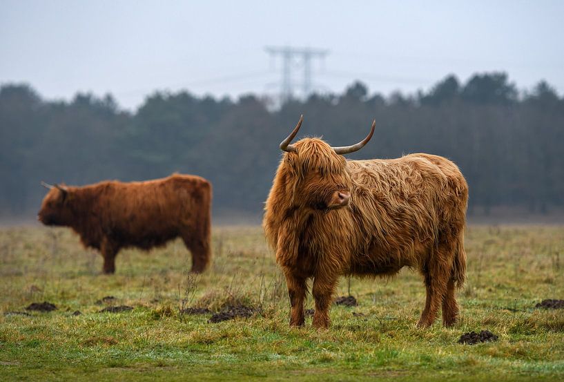 Twee Schotse hooglanders  in het veld ( highland cattle ) van Chihong
